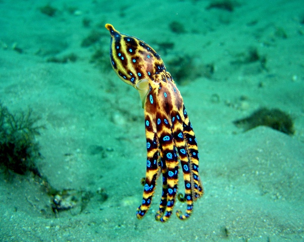 blue-ringed-octopus-behaviour